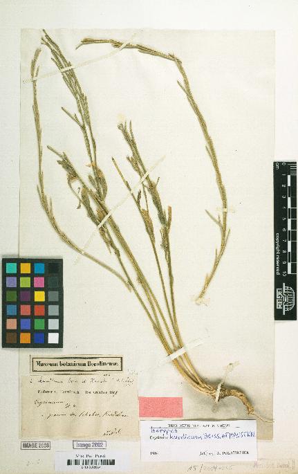 spécimen de Erysimum kurdicum